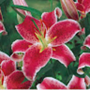 Meet your Posher, Jane